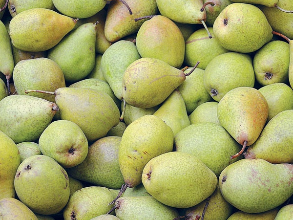 Яблони и груши. Секреты урожая от Октябрины Ганичкиной