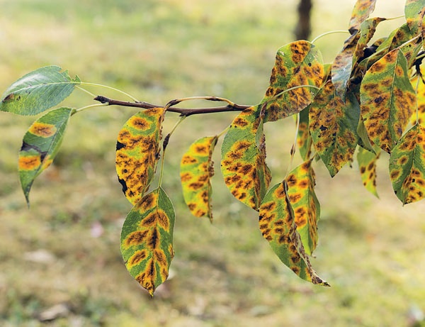 Яблони и груши. Секреты урожая от Октябрины Ганичкиной