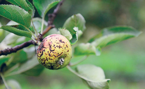 Яблони и груши. Секреты урожая от Октябрины Ганичкиной
