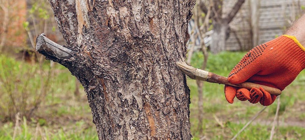 Яблони и груши. Секреты урожая от Октябрины Ганичкиной
