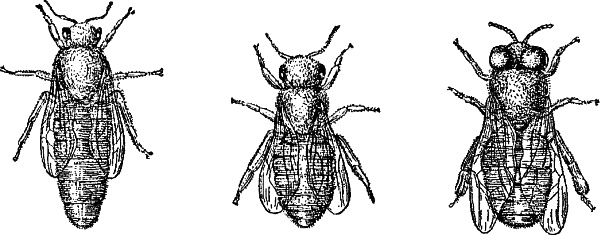 Азбука пчеловода. Руководство по разведению пчел на приусадебном участке Азбука пчеловода. Руководство по разведению пчел на приусадебном участке