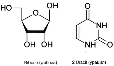Эректус бродит между нами. Покорение белой расы Эректус бродит между нами. Покорение белой расы