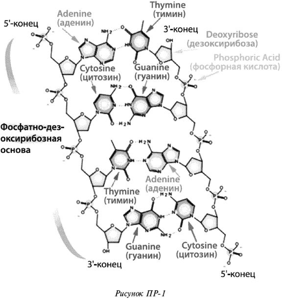 Эректус бродит между нами. Покорение белой расы Эректус бродит между нами. Покорение белой расы
