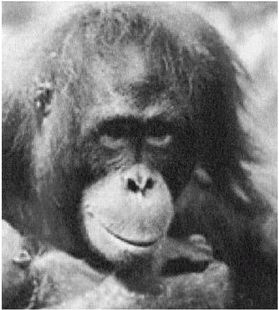 Эректус бродит между нами. Покорение белой расы