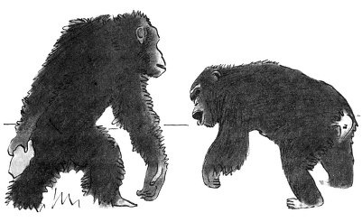 Истоки морали. В поисках человеческого у приматов Истоки морали. В поисках человеческого у приматов