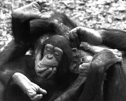 Истоки морали. В поисках человеческого у приматов Истоки морали. В поисках человеческого у приматов