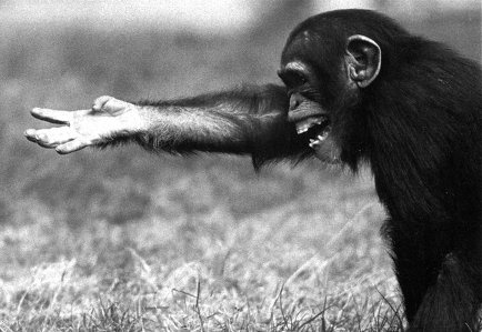 Истоки морали. В поисках человеческого у приматов Истоки морали. В поисках человеческого у приматов