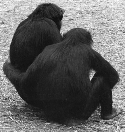 Истоки морали. В поисках человеческого у приматов Истоки морали. В поисках человеческого у приматов