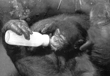 Истоки морали. В поисках человеческого у приматов Истоки морали. В поисках человеческого у приматов