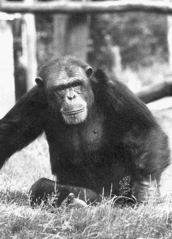 Политика у шимпанзе. Власть и секс у приматов