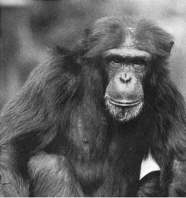 Политика у шимпанзе. Власть и секс у приматов