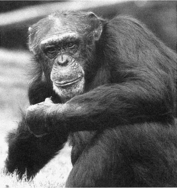 Политика у шимпанзе. Власть и секс у приматов