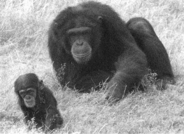 Политика у шимпанзе. Власть и секс у приматов