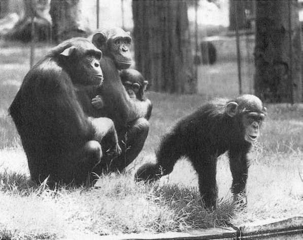 Политика у шимпанзе. Власть и секс у приматов