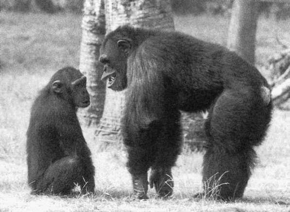 Политика у шимпанзе. Власть и секс у приматов