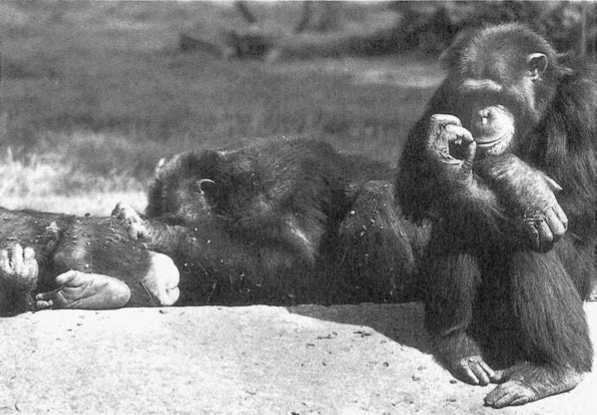 Политика у шимпанзе. Власть и секс у приматов