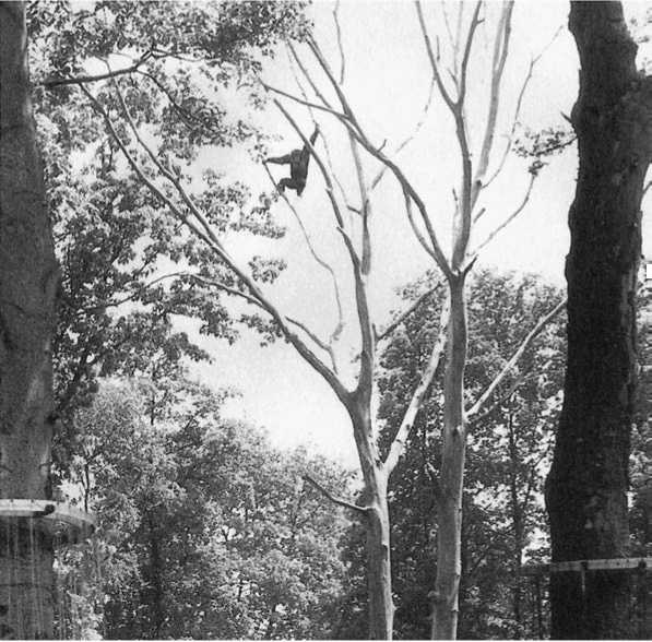 Политика у шимпанзе. Власть и секс у приматов