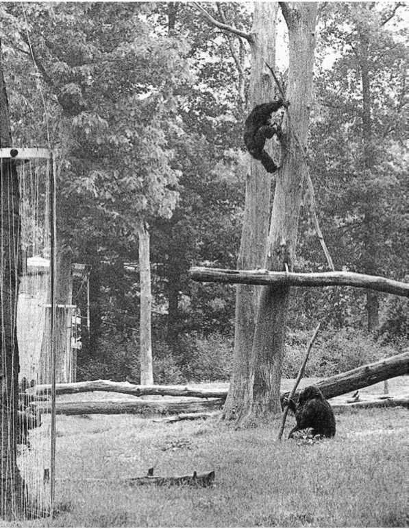 Политика у шимпанзе. Власть и секс у приматов