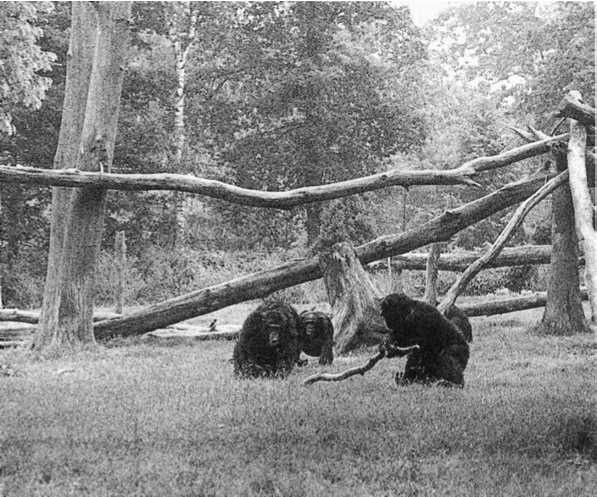 Политика у шимпанзе. Власть и секс у приматов