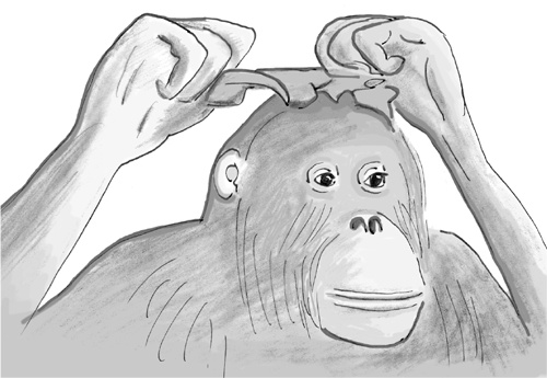 Достаточно ли мы умны, чтобы судить об уме животных?