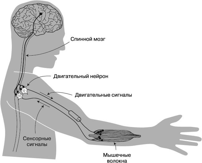 Жизнь на грани. Ваша первая книга о квантовой биологии Жизнь на грани. Ваша первая книга о квантовой биологии