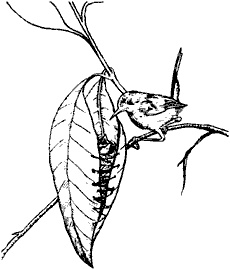 Непослушное дитя биосферы. Беседы о поведении человека в компании птиц, зверей и детей