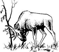 Непослушное дитя биосферы. Беседы о поведении человека в компании птиц, зверей и детей