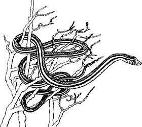 Непослушное дитя биосферы. Беседы о поведении человека в компании птиц, зверей и детей