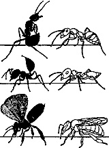 Непослушное дитя биосферы. Беседы о поведении человека в компании птиц, зверей и детей