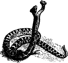 Непослушное дитя биосферы. Беседы о поведении человека в компании птиц, зверей и детей