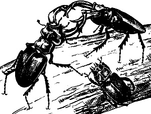 Непослушное дитя биосферы. Беседы о поведении человека в компании птиц, зверей и детей