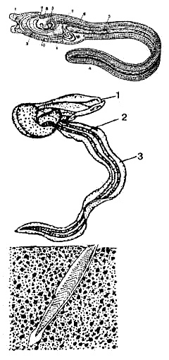 Эволюция для всех, или Путь кентавра