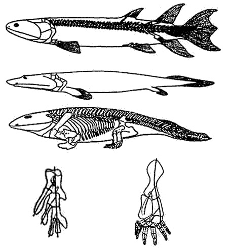 Эволюция для всех, или Путь кентавра