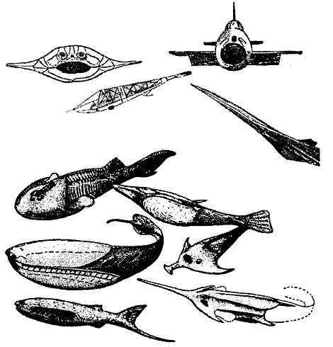 Эволюция для всех, или Путь кентавра