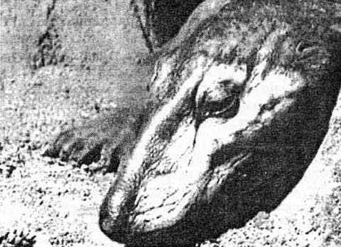 Эволюция для всех, или Путь кентавра