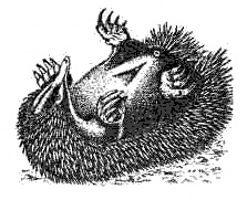 Эволюция для всех, или Путь кентавра