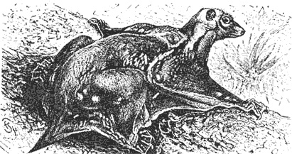 Эволюция для всех, или Путь кентавра