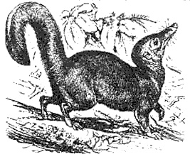 Эволюция для всех, или Путь кентавра