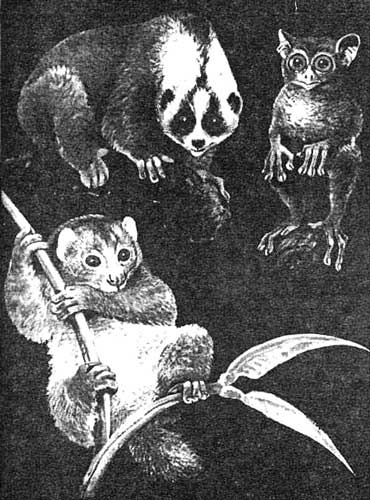 Эволюция для всех, или Путь кентавра