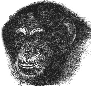 Эволюция для всех, или Путь кентавра