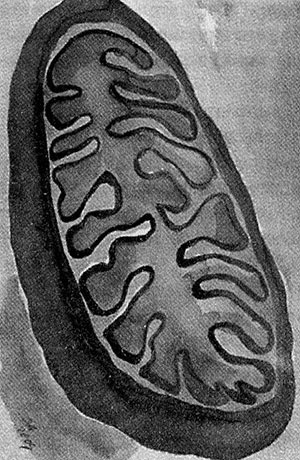 Энергия, секс, самоубийство. Митохондрии и смысл жизни Энергия, секс, самоубийство. Митохондрии и смысл жизни