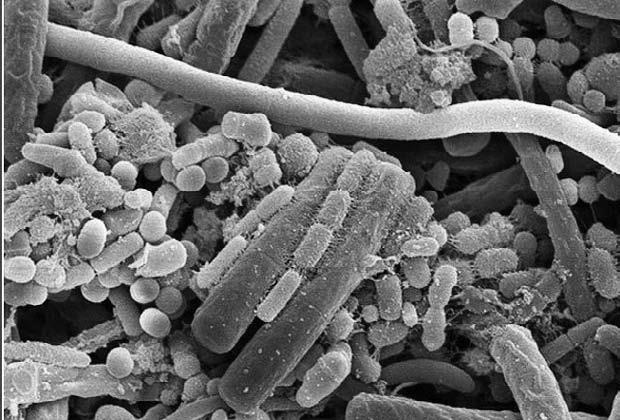 Удивительная генетика