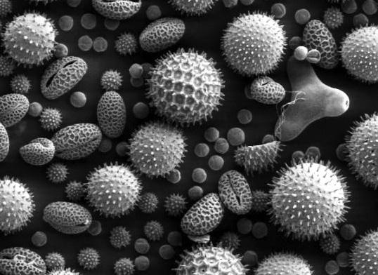 Удивительная генетика