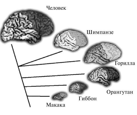 Удивительная генетика
