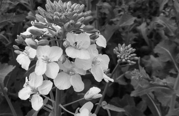 Удивительная генетика