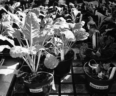 Удивительная генетика