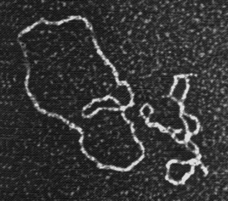 Удивительная генетика Удивительная генетика