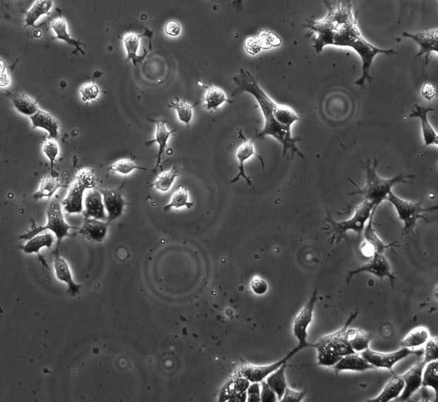 Удивительная генетика