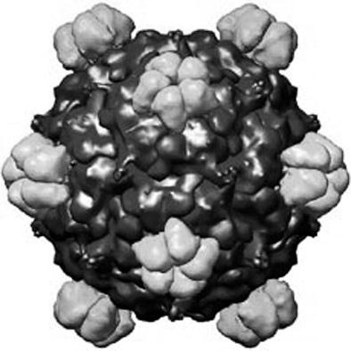 Удивительная генетика Удивительная генетика