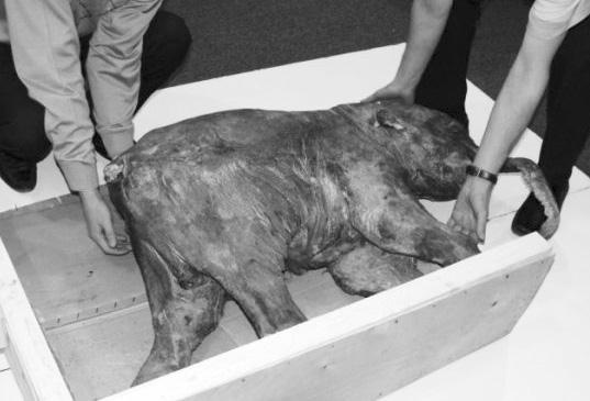 Удивительная генетика